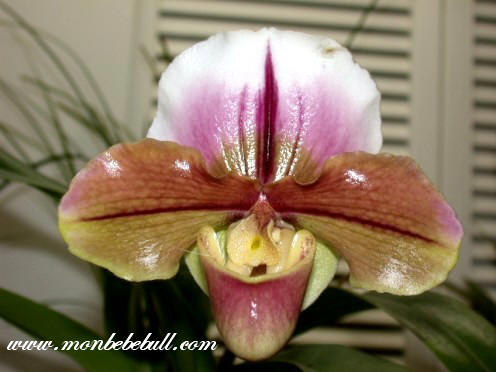 Paph Via Luna Est 'China Doll'.jpg